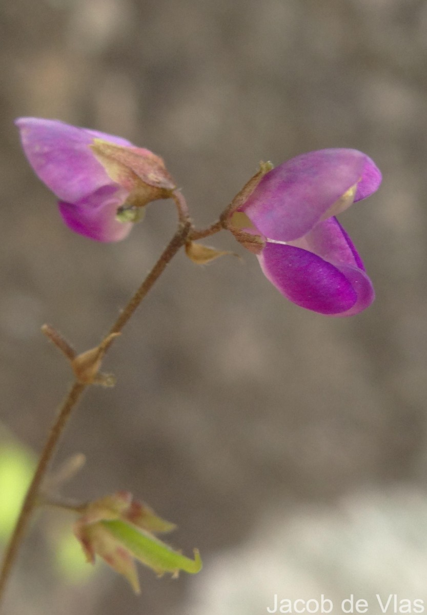 Pycnospora lutescens (Poir.) Schindl.